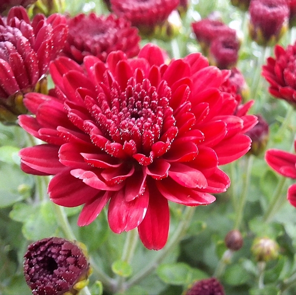 🐸🍄🌻 Meet Your Posher 🌻🍄🐸 - Picture 11 of 12